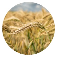 Pulses and Grians